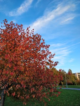 autumn will bring the beautiful fall colors 