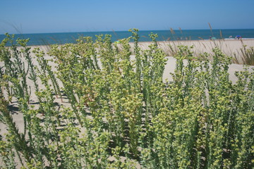 Summer plants at a golden sand beach Huelva Spain