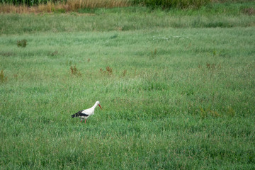a stork trudges through high green grass