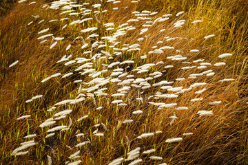 Reed in the Field