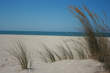 Fototapeta na wymiar Dunes and golden sand Spanis beach Huelva