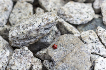 A single ladybug sitting on a gray rough stone.