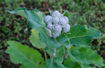 Burdock felt