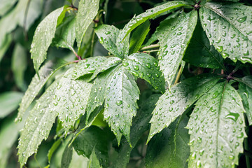 raindrops on green virginia creeper leaf in garden
