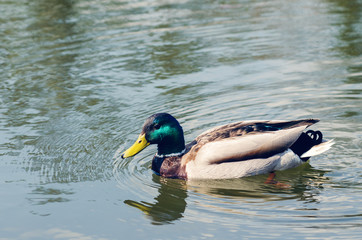 Beautiful wild duck swims in the pond.