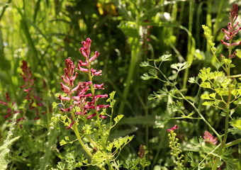 Fumaria officinalis, the common fumitory, drug fumitory or earth smoke, is a herbaceous annual flowering plant .Healing for skin problems, blood purification.