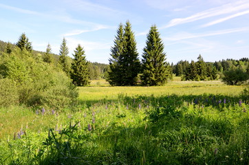 Trees in the Sumava forest
