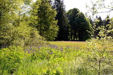 Trees in the Sumava forest