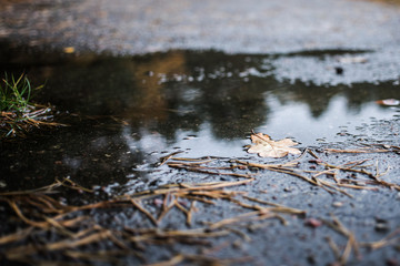 lonely dry oak leaf in wet puddle on empty wet asphalt walkway in park, late autumn, sadness and melancholy