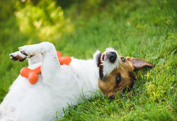 Naklejka na ściany i meble Cute, funny and happy dog lying on back at green grass lawn with toy in paws