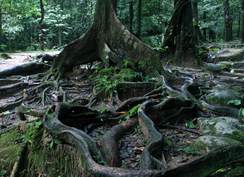 Thick tree roots spreading across the ground in a tropical forest, close up view