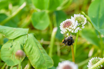 Bee collects honey on wildflowers. Photographed close-up.