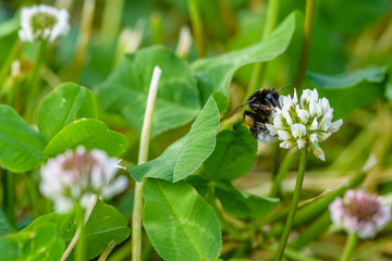 Obraz premium Bee collects honey on wildflowers. Photographed close-up.