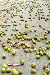 Lots of fresh fig fruits on the asphalt road.