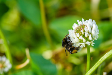 Bee collects honey on wildflowers. Photographed close-up.