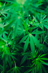 Green background of marijuana leaves is a plant for treatment and rest.Cannabis, medicine and drug.