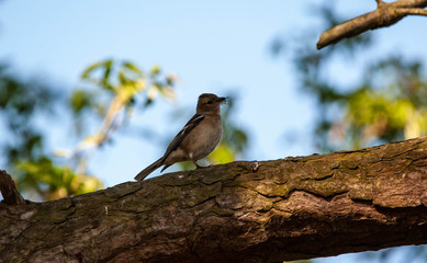 bird on a branch