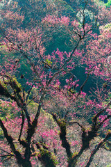 Colourful young pink leaves and flowers of wild tree in springtime.