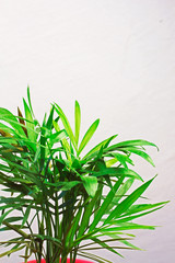 houseplant green mini palm tree dracaena against a gray wall with space for text 