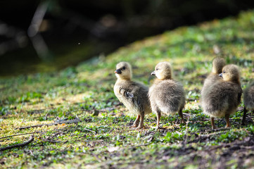 goslings on grass
