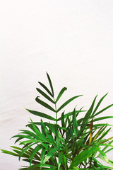 houseplant green mini palm tree dracaena against a gray wall with space for text 