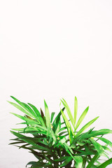 houseplant green mini palm tree dracaena against a gray wall with space for text 