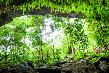 Mystic ancient cave with lush fern, moss and lichen.
