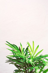 Obraz na płótnie Canvas houseplant green mini palm tree dracaena against a gray wall with space for text 