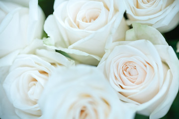 Close up of beauty white rose and blurred green leaf. Using as background natural plants landscape, ecology wallpaper concept.