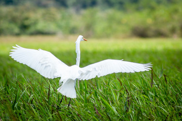 Aigrette aux marais de Kaw