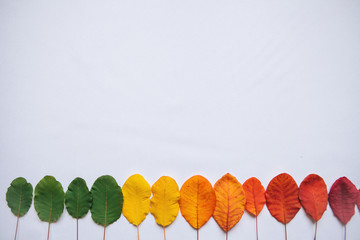 Multi-colored leaves on a white background. The concept of changing the seasons from summer to autumn or the aging process.