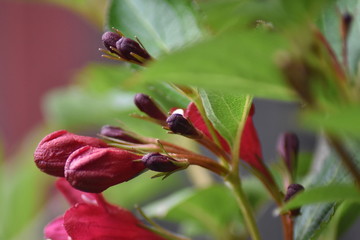 Blüten einer Weigelie (Weigela)