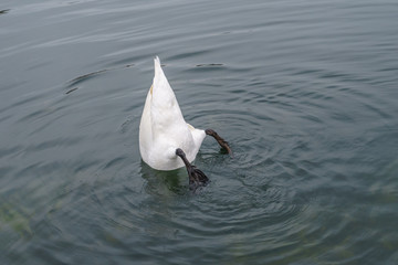 White swan diving in the lake of the Palace of Versailles.