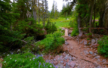 path in forest