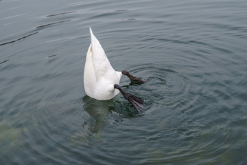 White swan diving in the lake of the Palace of Versailles.