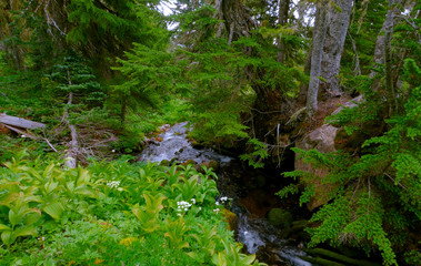 stream in the forest