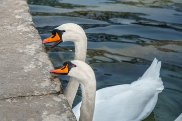 White swan swim at the lake of the Palace of Versailles.