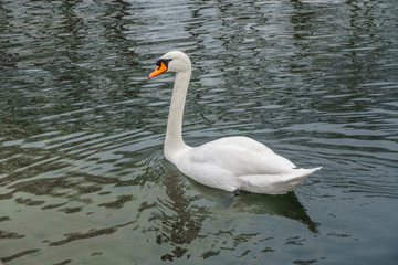 White swan swim at the lake of the Palace of Versailles.