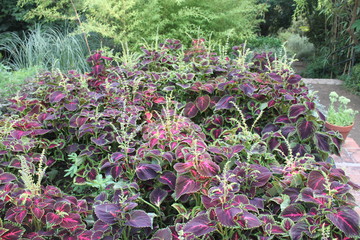 Spectacular plant of the botanical garden