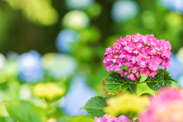 ピンク色のアジサイ