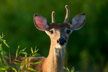 Young Whitetail Deer Buck Stare