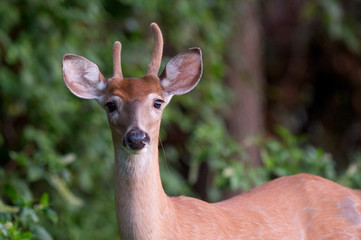 Young Whitetail Deer Buck