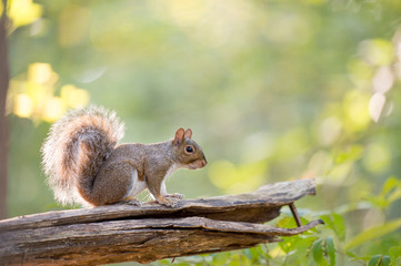 Gray Squirrel Glowing in the Sun