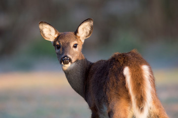 Whitetail Deer Lookback