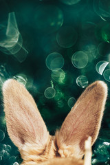Beautiful rabbit ears look back. Creative rabbits  background.