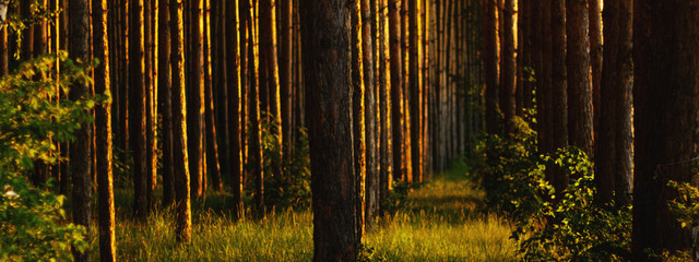 Pine forest with the last sun through the trees. Fresh air for health