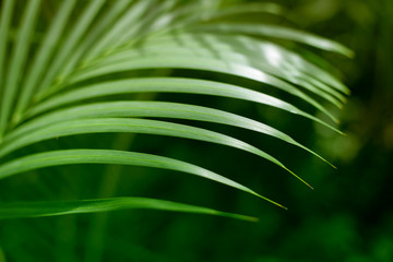 Palm green leaf. Tropical plants. Nature background.