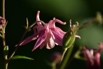 Blühende Akelei (Aquilegia)