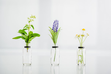 salvia, hyacinth and chamomile plants in transparent bottles on white background