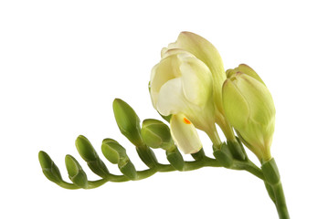 Freesia  flower. Plant of the iris family.